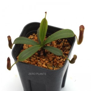 Nepenthes hurrelliana��[ �ͥڥ�ƥ����ҥ塼��ꥢ�� ]���� PN180401-22 ��