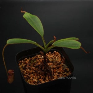 Nepenthes hamiguitanensis��[ �ͥڥ�ƥ����ϥߥ������ͥ󥷥� ]���� PN180401-19 ��