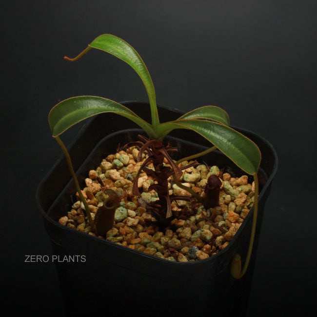 食虫植物N. lowii Kinabalu (ネペンテス　ローウィ) Nepenthes lowii
