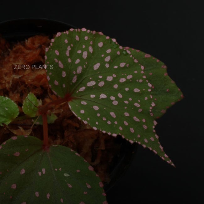Begonia roseopunctata [ ベゴニア・ロセオプンクタータ ] 【 PN180427