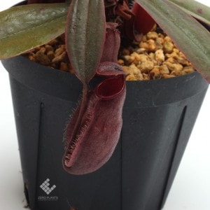 Nepenthes vieillardii ��[ �ͥڥ�ƥ��������������ǥ� ]���� PN181001-08 ��