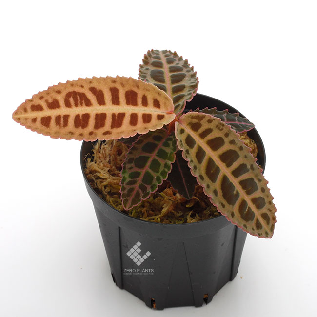 ラビシア　LA便 LA0815-01]LA便ジュエルラビシア 2025年最新ジュエルラビシアの人気