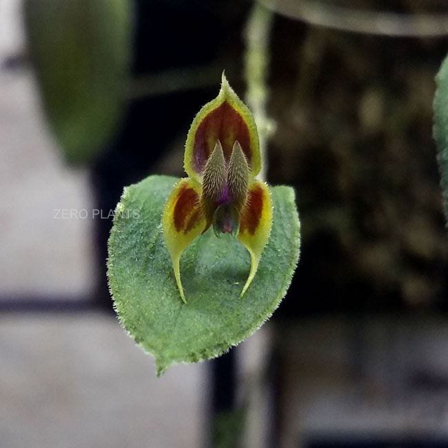 Lepanthes dodsonii [ レパンテス・ドドソニー ] 【 PN180505-01 】