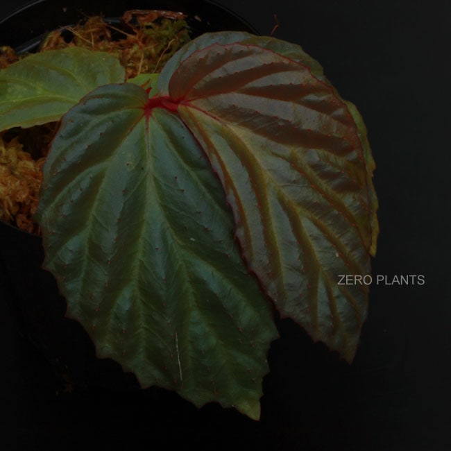 Begonia sp. 
