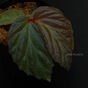 Begonia sp. 