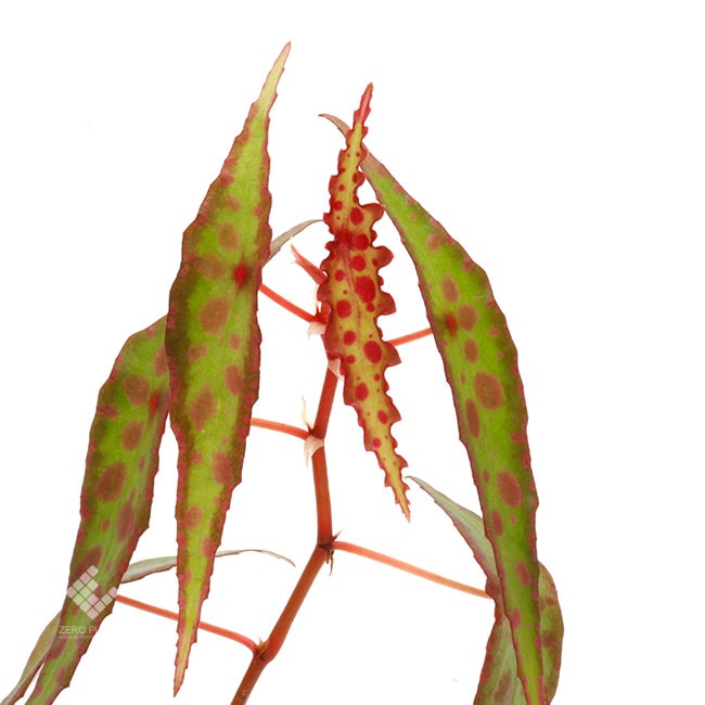 Begonia amphioxus [ ベゴニア・アンフィオクサス ] 【 PN180509-03 】