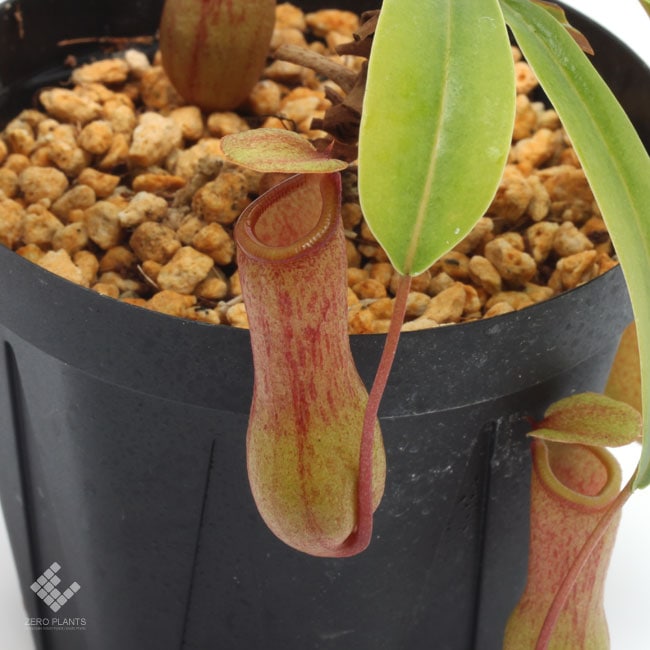 Nepenthes ventricosa [ ネペンテス・ベントリコーサ ] 【 PN181001-09