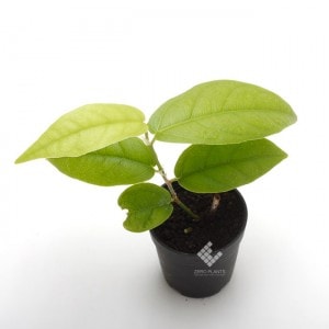 フィカス・ラディカンス　1ポット　【 ビバリウム、パルダリウムに使いやすい植物 】|パルダリウム・ビバリウム用植物|植物