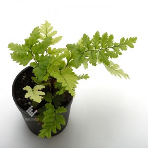 Polystichum tsus-simense [ �ҥᥫ�ʥ��� ]��1�ݥåȡ��� �ѥ���ꥦ�ࡢ�ӥХꥦ��˻Ȥ��䤹����ʪ ��