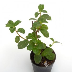 ������⥤���ӡ�1�ݥåȡ��� �ӥХꥦ�ࡢ�ѥ���ꥦ��˻Ȥ��䤹����ʪ ��