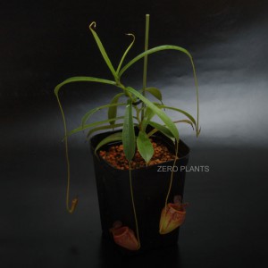 Nepenthes tenuis��[ �ͥڥ�ƥ����ƥ̥��� ]���� PN180601-03 ��
