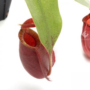 Nepenthes hookeriana 