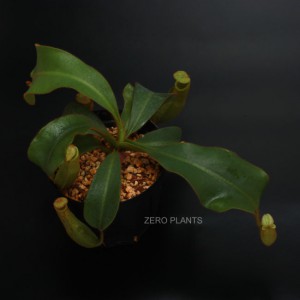 Nepenthes veitchii 