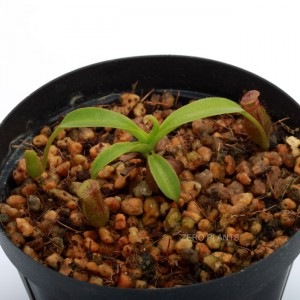 Nepenthes x trusmadiensis��[ �ͥڥ�ƥ����ȥ饹�ޥǥ����󥷥� ]���� PN180612-07 ��