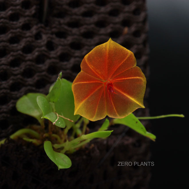 レパンテス テリポゴニフローラ テラプレート付 Lepanthes telipogoniflora [ レパンテス・テリポゴニフローラ