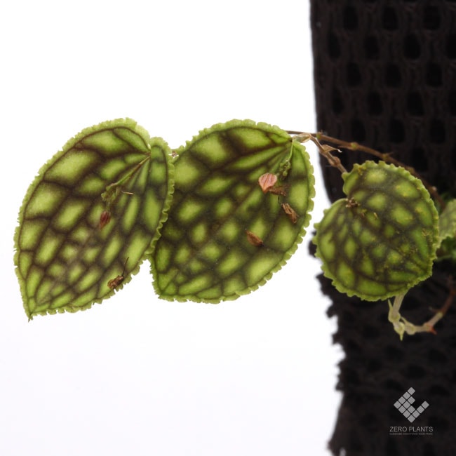 Lepanthes calodictyon [ レパンテス・カロディクティオン