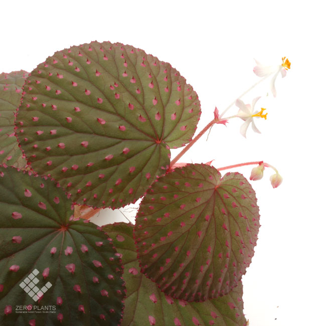 Begonia Ocellata ベゴニア オケラータ 1ポット 特徴的な丸葉にピンクスポットと刺 Begonia Ocellata ベゴニア オケラータ 1ポット 特徴的な丸葉にピンクスポットと刺