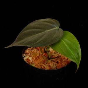 Phillodendron micans��[ �ե����ǥ�ɥ��󡦥ߥ��� ]��1�ݥå�