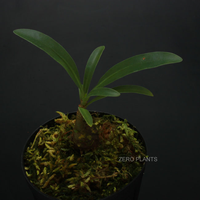 Myrmephytum beccarii [ ミルメフィツム・ベッカリー ] 【 PN180615-09 】