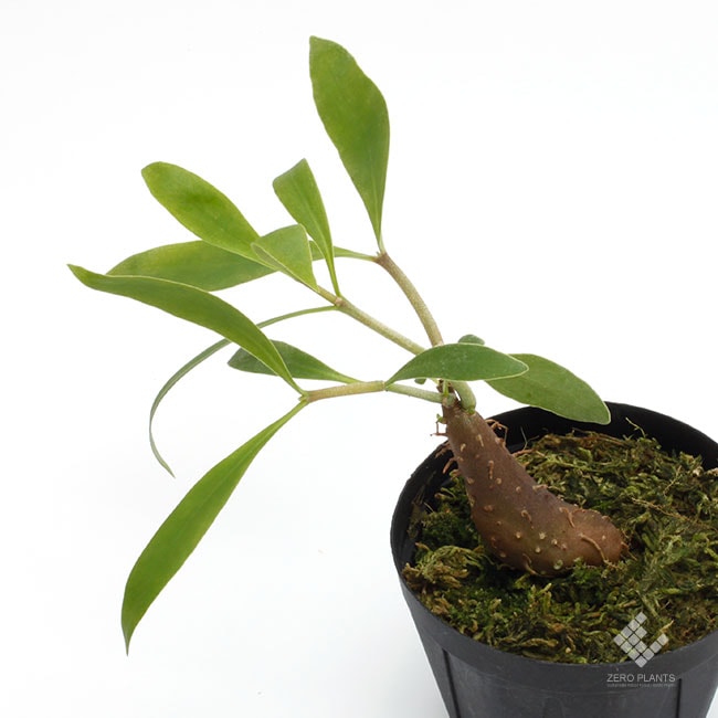 伊藤蟻植物　ヒドノフィツム　モセレヤナム ヒドノフィツム・モセレヤナムさん、いらっしゃい！！｜園芸日記