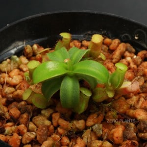 Nepenthes macrophylla��[ �ͥڥ�ƥ����ޥ����ե��� ]���� PN180714-06 ��