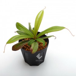 Nepenthes pervillei ��[ �ͥڥ�ƥ����ڥ�ӥ쥤 ]���� PN181209-02 ��