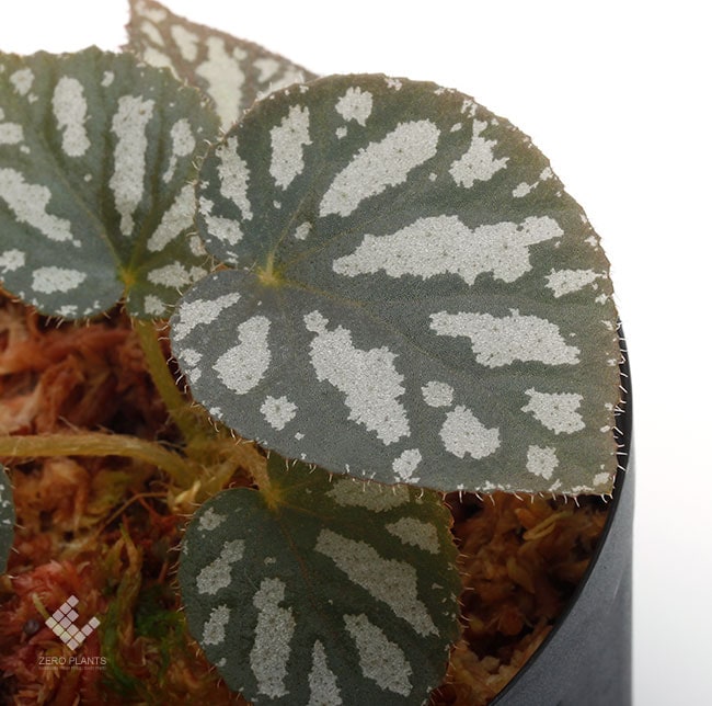 Begonia sp. U400 [ ベゴニア sp. U400 ] 【 P190223-03 】 | 植物