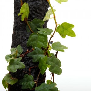 Ficus thunbergii　[ ヒメイタビ・屋久島産 ]　1ポット　【 パルダリウム、ビバリウムに使いやすい植物 】