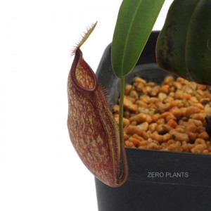 Nepenthes nigra��[ �ͥڥ�ƥ����˥��� ]���� PN180214-05 ��