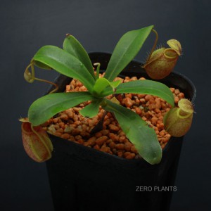 Nepenthes undulatifolia��[ �ͥڥ�ƥ�������ǥ��ƥ��ե��ꥢ ]���� PN180318-04 ��