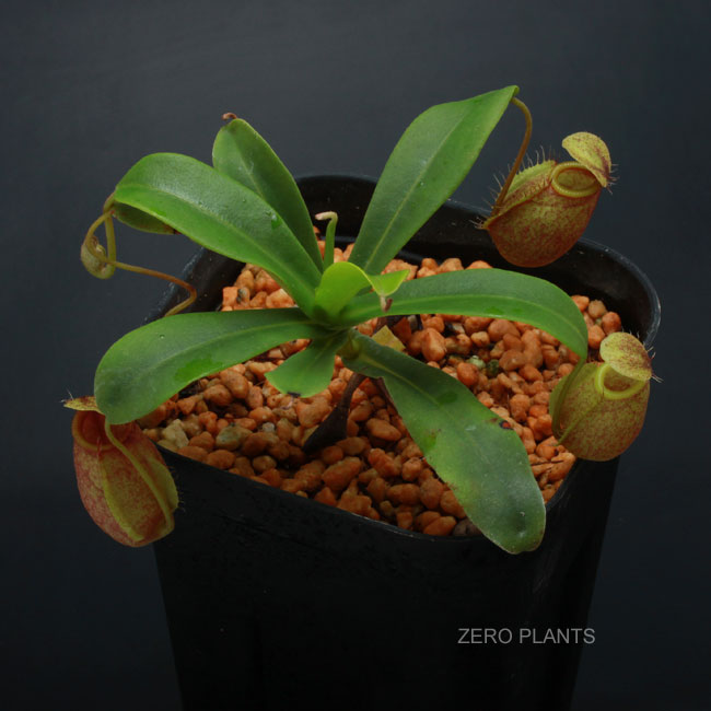 Nepenthes undulatifolia [ ネペンテス・ウンデュラティフォリア