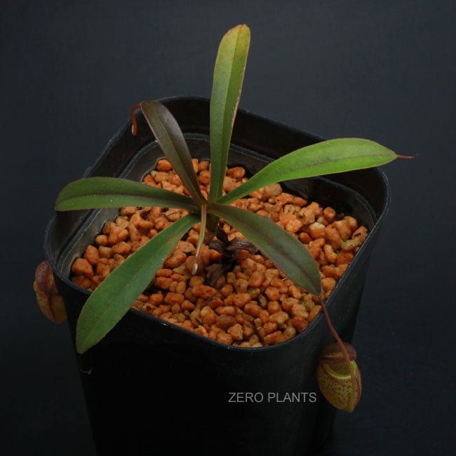 NEPENTHES 【定価:26000円】 Nepenthes tenuis [ ネペンテス・テヌイス ] 【 PN180726-02 】