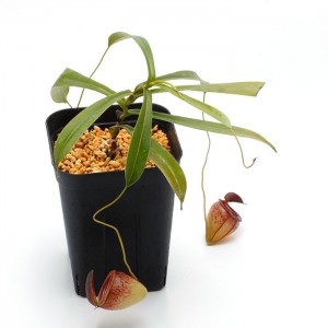 Nepenthes tenuis��[ �ͥڥ�ƥ����ƥ̥��� ]���� PN180712-08 ��