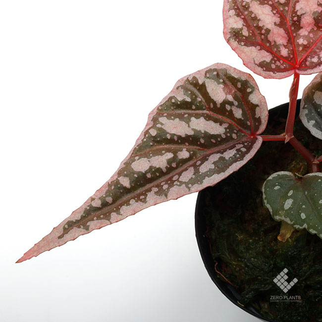 専用！Begonia sp. Sarikei サリケイ　ピンク美株❣️原種ベゴニア Begonia sp. Sarikei サリケイ ピンク美株❣️原種ベゴニア
