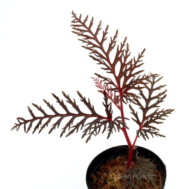 専用❣️Begonia bipinnatifida ベゴニア　ビピンナティフィダ❣️ Begonia bipinnatifida◯ベゴニア ビピンナティフィダ 原種ベゴニア