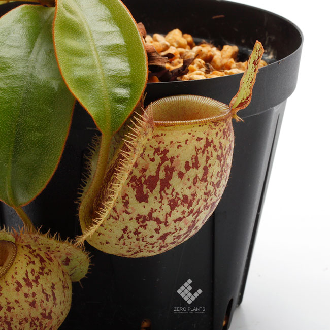 Nepenthes ampullaria 