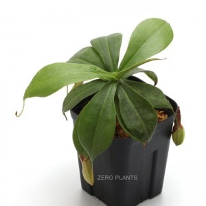 Nepenthes northiana��[ �ͥڥ�ƥ����Ρ������� ]���� PN180817-04 ��