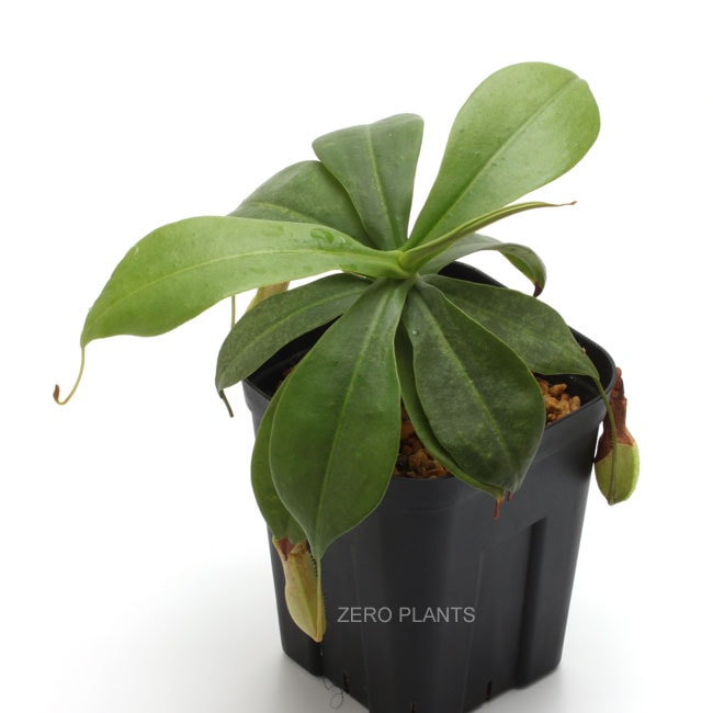 Nepenthes northiana [ ネペンテス・ノーシアナ ] 【 PN180817-04 】