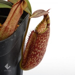 Nepenthes spectabilis / Sibayak, Sumatera��[ �ͥڥ�ƥ������ڥ����ӥꥹ ]���� PN180817-06 ��