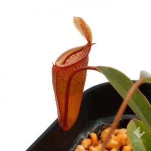 Nepenthes jamban / Sumatera��[ �ͥڥ�ƥ��������Х� ]���� PN181103-13 ��