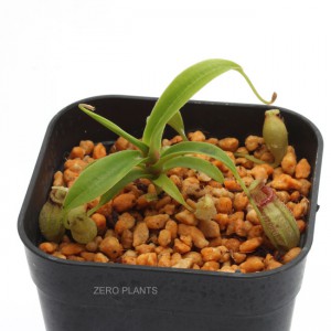 Nepenthes talangensis / G. Talang, Sumatera��[ �ͥڥ�ƥ�������󥸥��󥷥� ]���� PN180817-10 ��