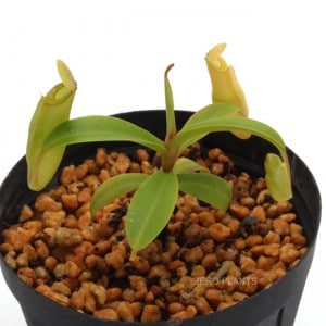 Nepenthes inermis / Gunung Gadut��[ �ͥڥ�ƥ������ͥ�ߥ� ]���� PN180829-01 ��