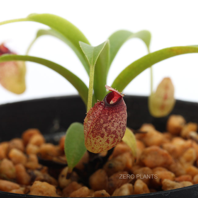 イ*キ様 ウツボカズラ　ネペンテス　N.アリストロキオイデス×ディアボリカ　　食 Nepenthes aristolochioides [ ネペンテス・アリストロキオイデス