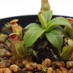 Nepenthes macrophylla��[ �ͥڥ�ƥ����ޥ����ե��� ]���� PN180904-12 ��