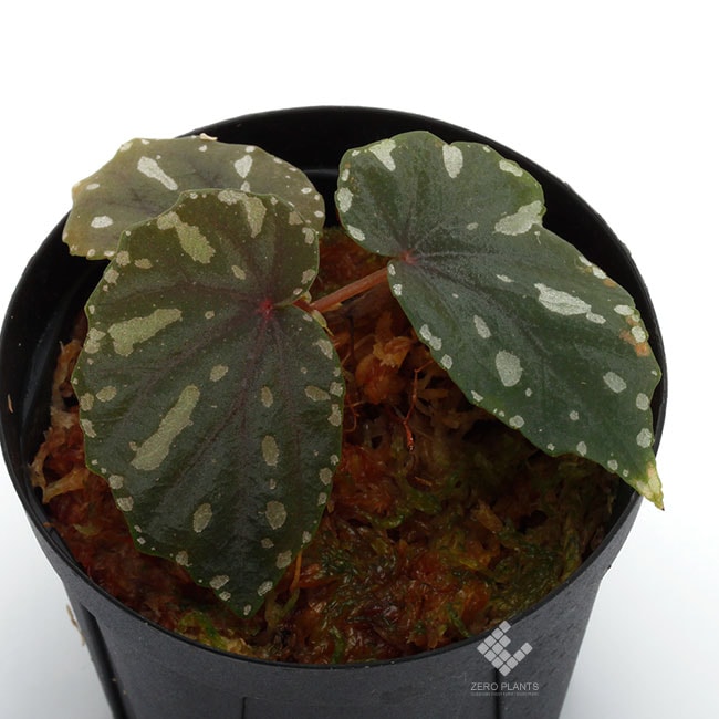 Begonia penrissenensis [ ベゴニア・ペンリッセネンシス] 【 PN181220