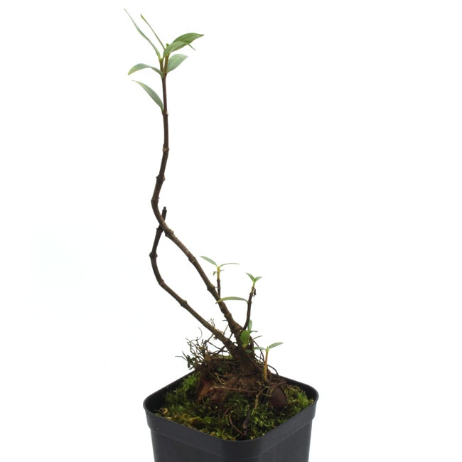 Hydnophytum ramispinum [ ヒドノフィツム・ラミスピナム