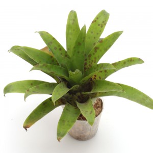 Vriesea racinae [ �ե꡼�������饷�ʥ� ]��1�ݥåȡ��� �ѥ���ꥦ�ࡢ�ӥХꥦ��˻Ȥ��䤹����ʪ ��