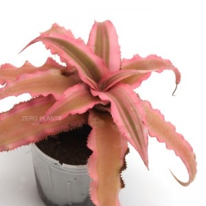 ����ץ��󥵥� 