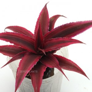 ����ץ��󥵥����ӥå������� 