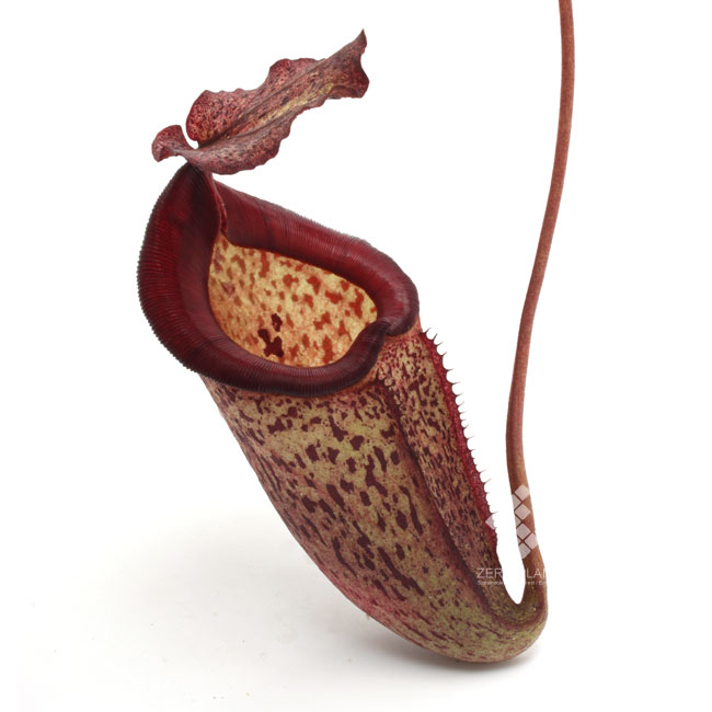 Nepenthes x alisaputrana [ ネペンテス・アリサプトラナ